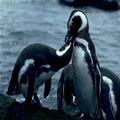 Pinguinos Chubut